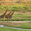 Giraffen in Kruger National Park